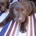 AKC Champion Bloodline Labrador Retriever Puppies! - a Labrador Retriever puppy
