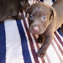 AKC Champion Bloodline Labrador Retriever Puppies! - a Labrador Retriever puppy