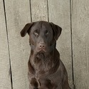 AKC Champion Bloodline Labrador Retriever Puppies! - a Labrador Retriever puppy