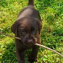 Luna - a Labrador Retriever puppy