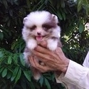 Panda Pomeranian Puppy Male - a Pomeranian puppy