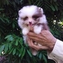 Panda Pomeranian Puppy Male - a Pomeranian puppy