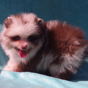 Panda Pomeranian Puppy Male - a Pomeranian puppy
