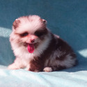 Pomeranian for sale