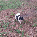 Party color Pomeranian  Puppy  Female - a Pomeranian puppy
