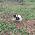 Pomeranian for sale