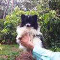 Party color Pomeranian  Puppy  Female - a Pomeranian puppy