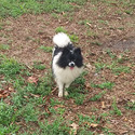 Party color Pomeranian  Puppy  Female - a Pomeranian puppy