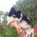 Party color Pomeranian  Puppy  Female - a Pomeranian puppy