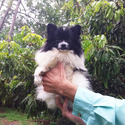 Party color Pomeranian  Puppy  Female - a Pomeranian puppy