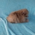 Teacup Chocolate Merle  Pomeranian Puppy - a Pomeranian puppy