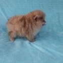 Teacup Chocolate Merle  Pomeranian Puppy - a Pomeranian puppy