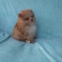 Teacup Chocolate Merle  Pomeranian Puppy - a Pomeranian puppy