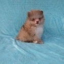 Teacup Chocolate Merle  Pomeranian Puppy - a Pomeranian puppy