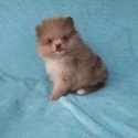 Teacup Chocolate Merle  Pomeranian Puppy - a Pomeranian puppy