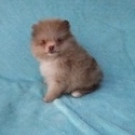 Teacup Chocolate Merle  Pomeranian Puppy - a Pomeranian puppy