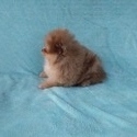 Teacup Chocolate Merle  Pomeranian Puppy - a Pomeranian puppy