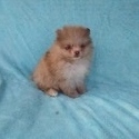 Pomeranian for sale