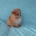 Teacup Chocolate Merle  Pomeranian Puppy - a Pomeranian puppy