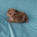 Teacup Chocolate Merle  Pomeranian Puppy - a Pomeranian puppy