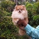 Pomeranian for sale