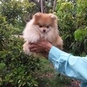 Teddy Bear  Pomeranian Puppy Male - a Pomeranian puppy