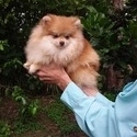 Teddy Bear  Pomeranian Puppy Male - a Pomeranian puppy