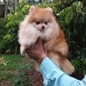 Teddy Bear  Pomeranian Puppy Male - a Pomeranian puppy
