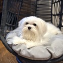 Maltese for sale