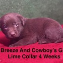 Chocolate Female - a Labrador Retriever puppy