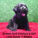 Black Female - a Labrador Retriever puppy