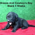 Black Male - a Labrador Retriever puppy