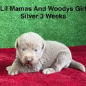 Labrador Retriever for sale