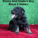 Labrador Retriever for sale