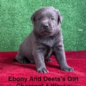 Labrador Retriever for sale