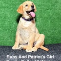 Labrador Retriever for sale