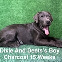 Labrador Retriever for sale