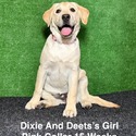 Labrador Retriever for sale