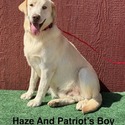Labrador Retriever for sale