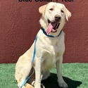 Labrador Retriever for sale