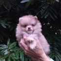 Teddy Bear - a Pomeranian puppy