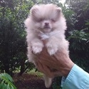 Teddy Bear - a Pomeranian puppy