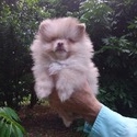 Teddy Bear - a Pomeranian puppy