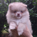 Teddy Bear - a Pomeranian puppy