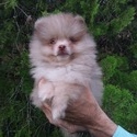 Pomeranian for sale