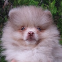Teddy Bear - a Pomeranian puppy