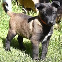 Belgian Malinois for sale