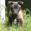 Orange Collar - a Belgian Malinois puppy