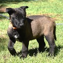Orange Collar - a Belgian Malinois puppy