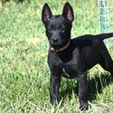 Belgian Malinois for sale